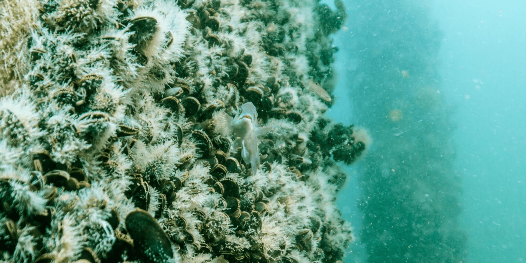BlockIsland Mussels on Deepwater Wind