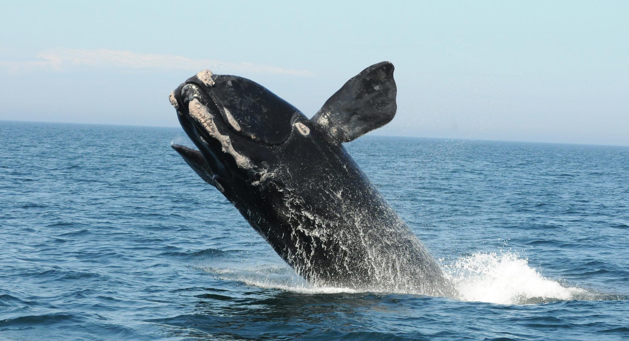 Right Whale breaching in New England