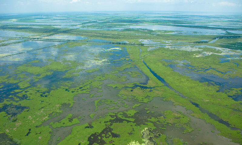 Louisiana coastal estuary